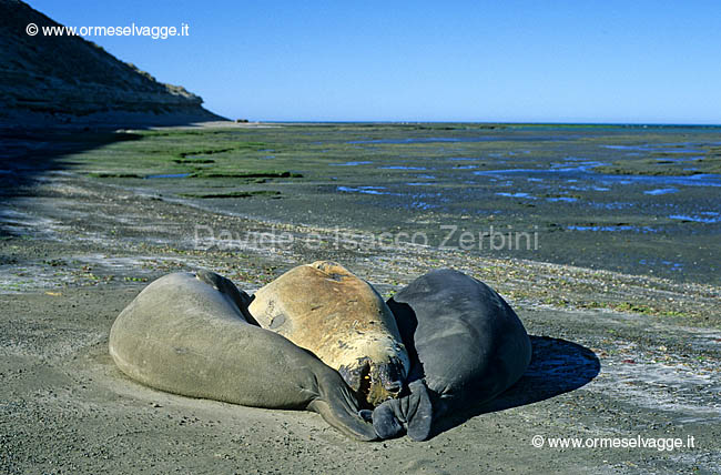 Elefanti marini 9-20-03